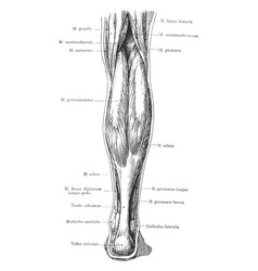 Posterior View Of The Superficial Muscles