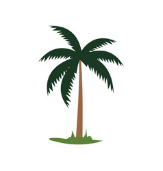 Simple Coconut Tree Single Palm Tree