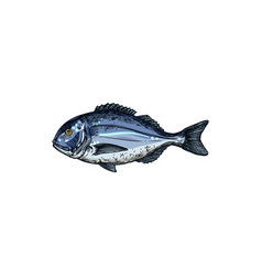 Gilt Head Bream Isolated Saltwater Fish