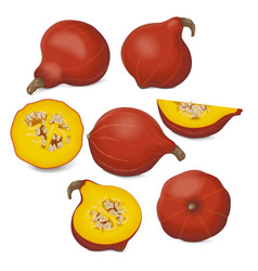 Clip Art Red Kuri Squash