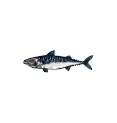 Mackerel Pelagic Fish Isolate Fishing Sport Trophy