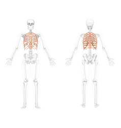 Set Of Rib Cages Skeleton Human Front Back View