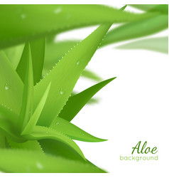 Green Aloe Vera Realistic Background