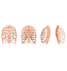 Set Of Rib Cages Skeleton Human Front Back Side