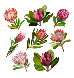 Floral Collection Of Protea Flowers