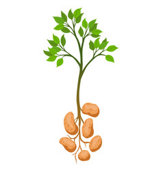 Potato Vegetable Growing Plant Showing Root