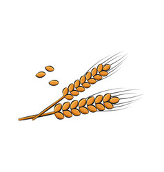 Spike Wheat Or Barley Ear And Grain Icon