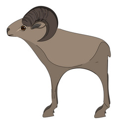 A Tall Mouflon Or Color