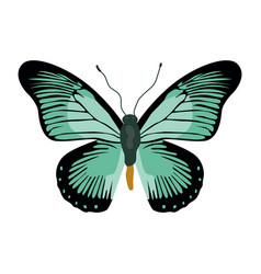 Get This Flat Of Papilio Nireus