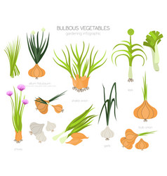 Bulbous Vegetables Welsh Onion Bulb Leek Shallot