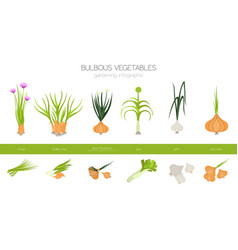 Bulbous Vegetables Welsh Onion Bulb Leek Shallot