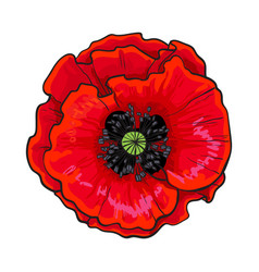 Poppy Royalty Free Vector Image - VectorStock