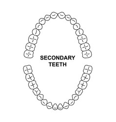 Secondary Teeth Dentition Anatomy Adult Human