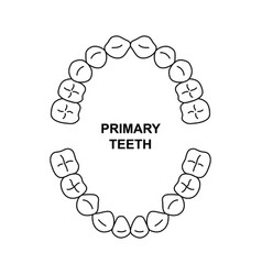 Primary Teeth Dentition Anatomy Child Upper