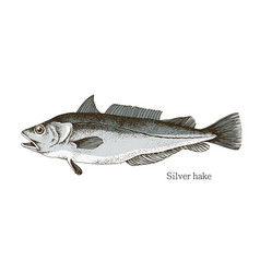 Silver Hake Fish Hand Drawn Realistic