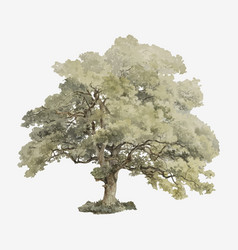 Vintage Oak Tree