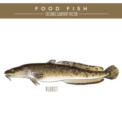 Burbot Marine Food Fish