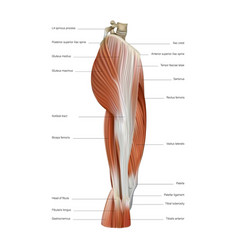 A Group Of Muscles Of The Human Thigh