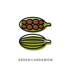 Green Cardamon Spice Isolated