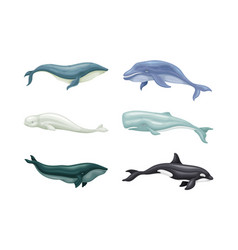 Sea Mammal Animals Set Whale Orca Beluga