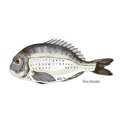 Sea Bream Fish Hand Drawn Realistic