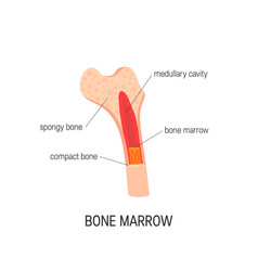 Bone Marrow Concept