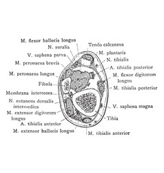 Cross Section Of Leg Two And A Half Inches Above