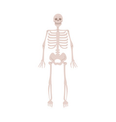 Human Skeleton Anatomy Dead Body Bones Simple