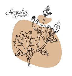 Magnolia Flower Top View Graphic Hand Drawn