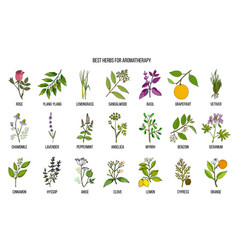 Best Herbs For Aromatherapy