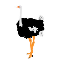 Ostrich Isolated On White