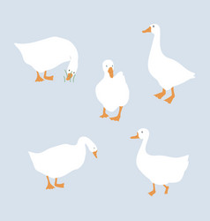 Set Of Cute White Geese Goose Isolated Flat