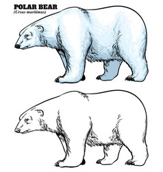 Polar Bear