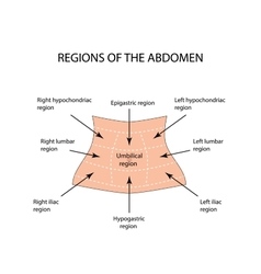 Abdominal Region On Isolated