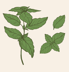 Basil Plant Drawing On Isolate