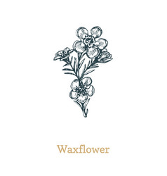 Waxflower Drawn Sketch