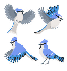 Set Blue Jays Isolated On A White Background