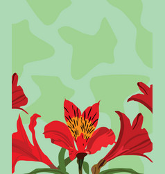 Peruvian Lily