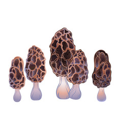 Set Of Morel Mushrooms