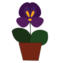 A Pot Pansy Plant Or Color