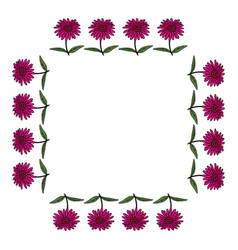 Square Frame With Pink Echinacea On White