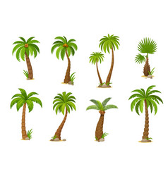 Cartoon Jungle Coconut Palm Trees Set F