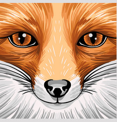 Real Portrait Red Fox