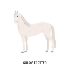 Orlov Trotter Horse Breeding Flat