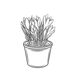 Crocus In A Pot Outline