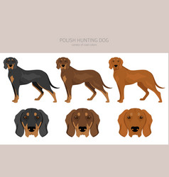 Polish Hunting Dog Clipart All Coat Colors Set