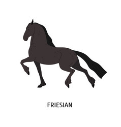 Friesian Horse Flat Purebred