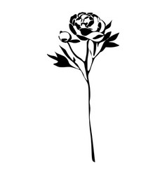 Peony Black And White Silhouette Botanical