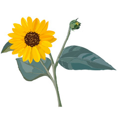 Yellow Sunflower Flower With Bud