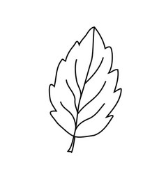 A Tree Leaf On White Background